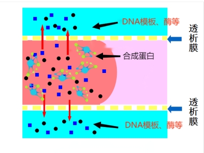 应用4 无细胞蛋白表达 （透析效率高快速提高膜内分子浓度，提高蛋白产量）.jpg